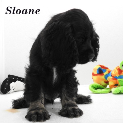 puppy, for, sale, Cocker Spaniel, Joe & Cherri  Overlease, dog, breeder, Miller, MO, dog-breeder, puppy-for-sale, forsale, nearby, find, puppyfind, locator, puppylocator, aca
